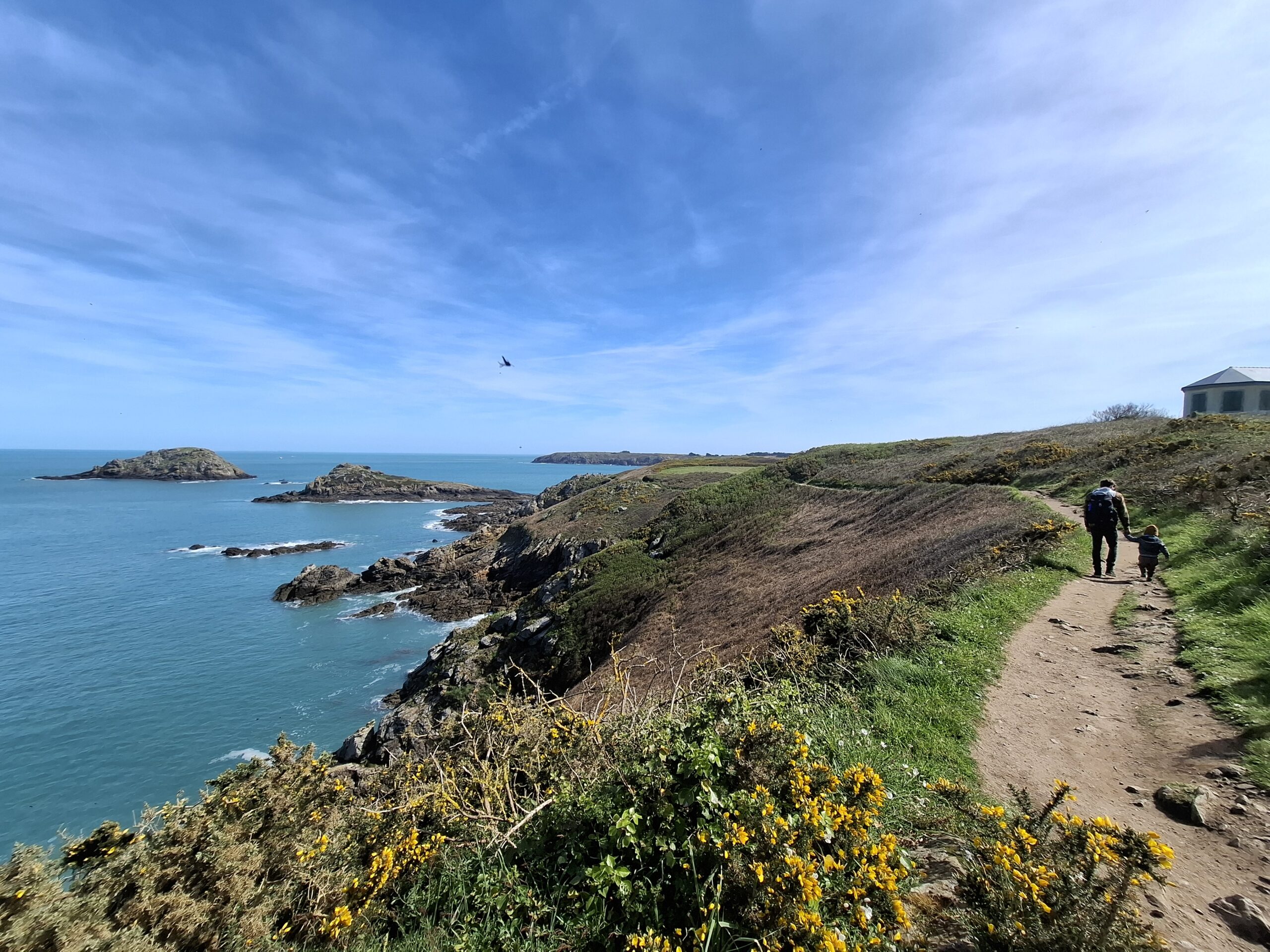 Vue large du chemin de randonnée parcourant l'île Besnard proche de Saint-Malo qui invite à une activité en famille. Un père et son tout petit s'y baladent en se tenant la main. Des ajoncs en fleur au premier plan réhaussent la couleur de la mer Emeraude qui suit la ligne découpée de la falaise de granit.